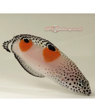 Salty Underground: Twin Spot Coris Wrasse