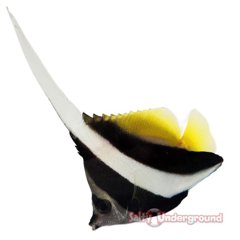 Salty Underground: Large Black and White Heniochus Butterflyfish (Heniochus acuninatus )