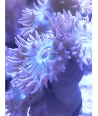 Salty Underground: Duncan Coral 4-5 heads