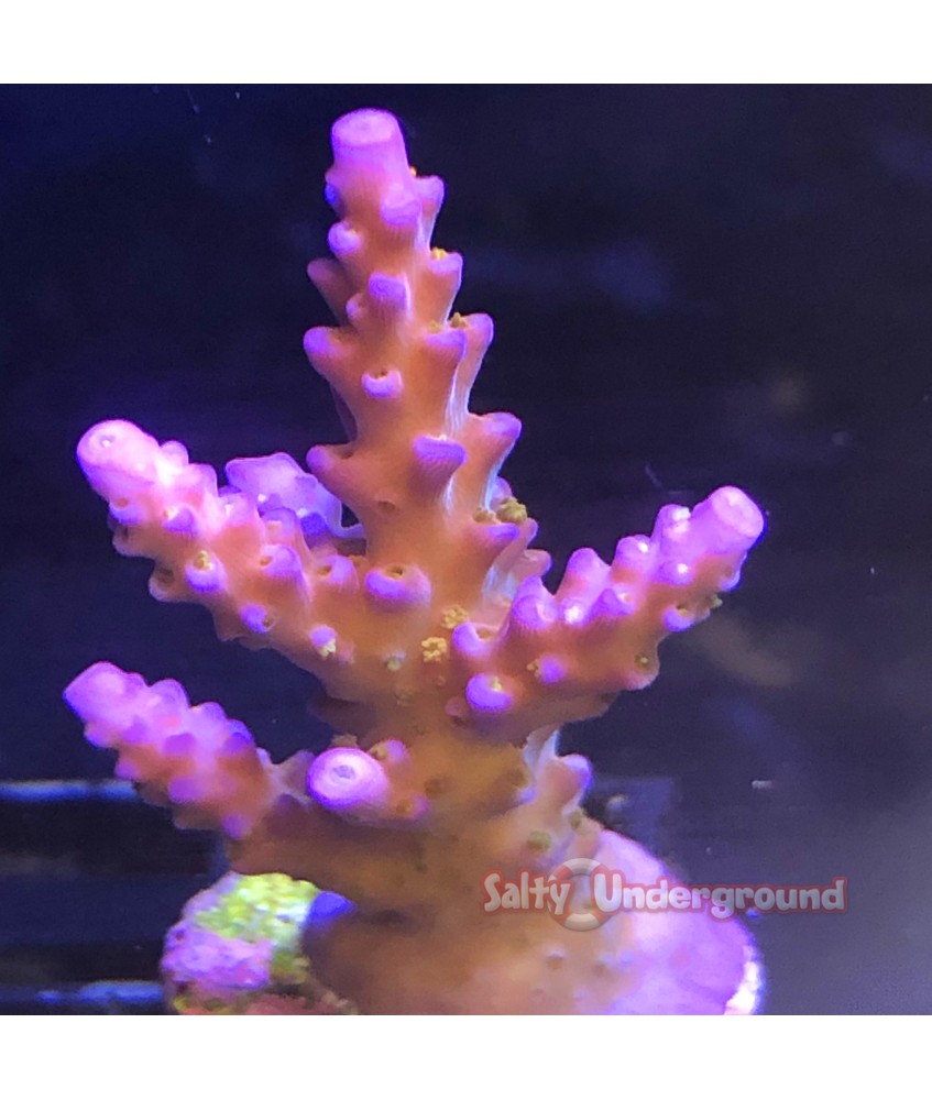 Salty Underground: Route 66 Merlin Staff Acropora