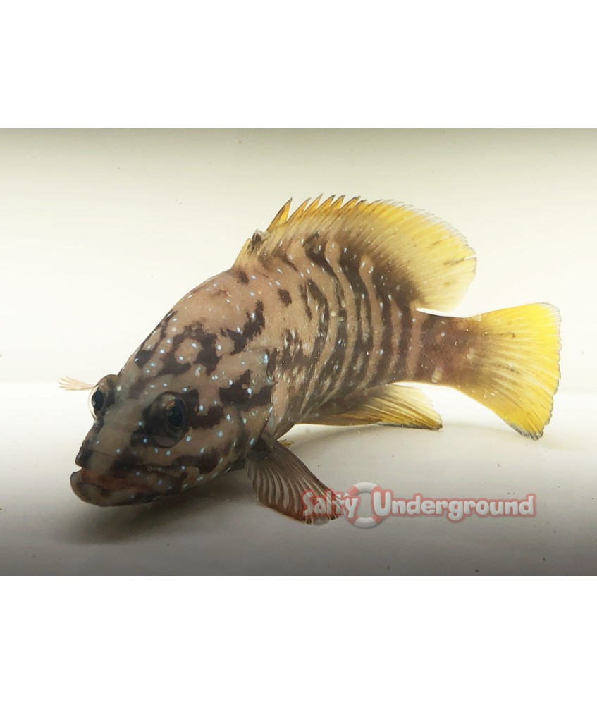 Salty Underground: Yellow Mouth Grouper