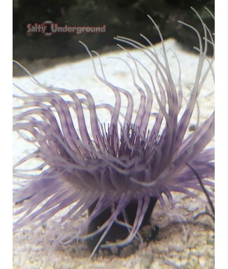 Purple Tube Anemone