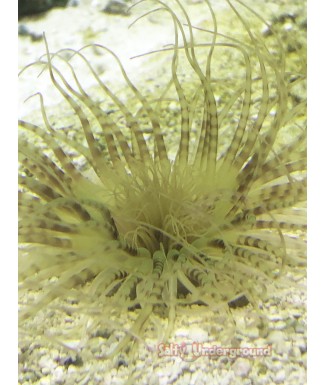 Salty Underground:Lime Green with Purple striping Tube Anemone