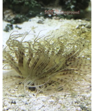 Salty Underground: Lime Green with Purple bands Tube Anemone