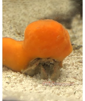 Salty Underground: Orange Sponge Crab (Sphaerodromia sp.)