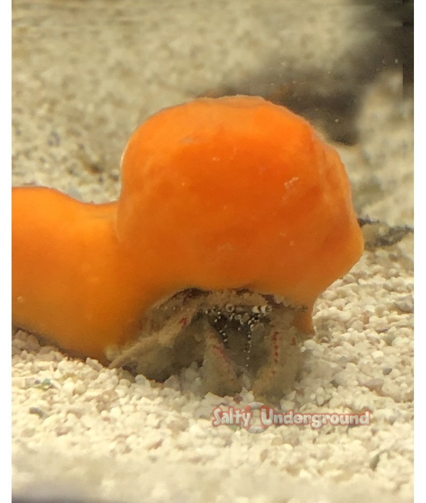 Salty Underground: Orange Sponge Crab (Sphaerodromia sp.)