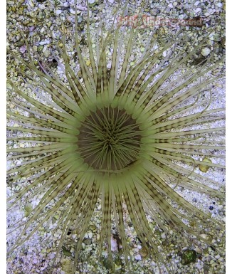 Lime Green with Purple bands Tube Anemone
