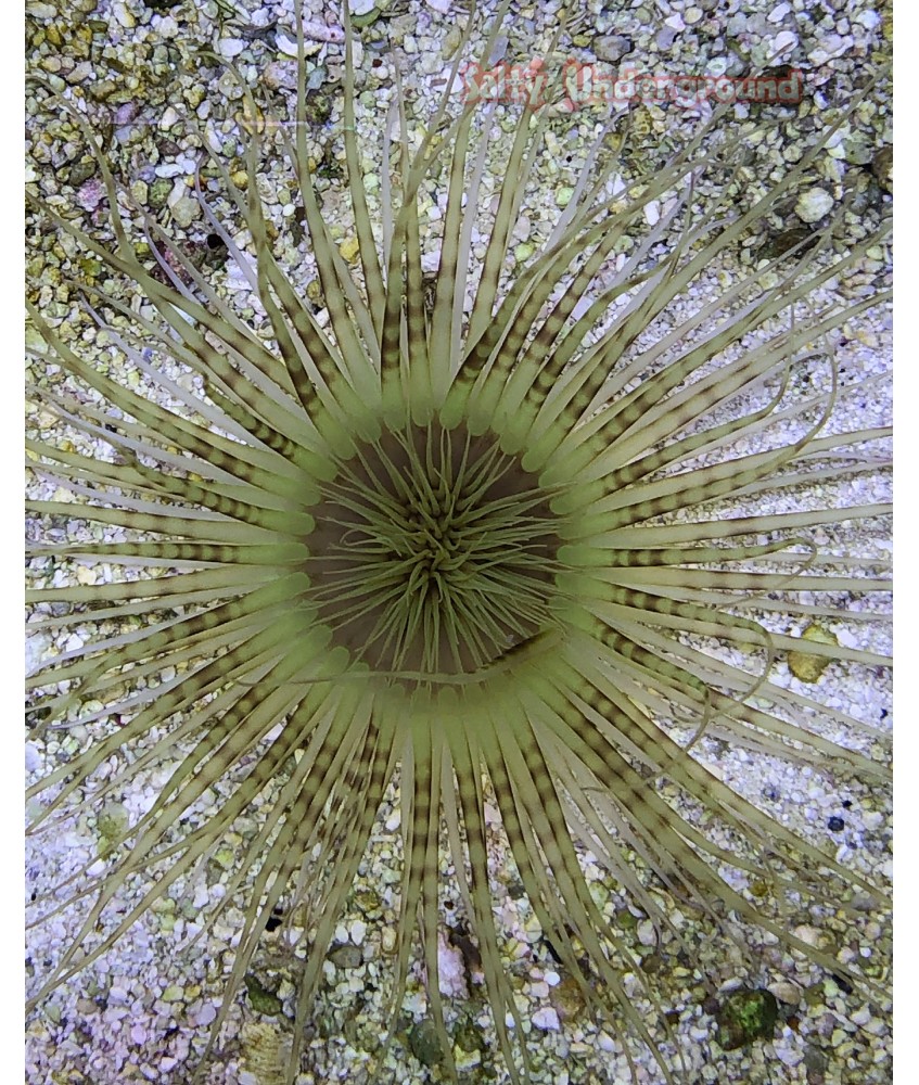 Lime Green with Purple bands Tube Anemone