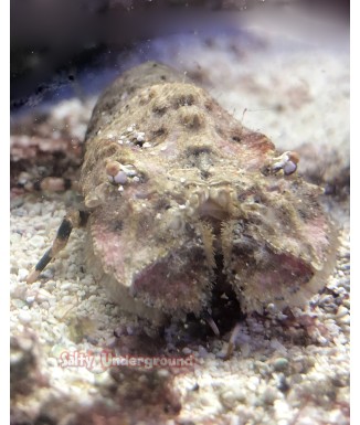 Salty Underground: Dozer Lobster