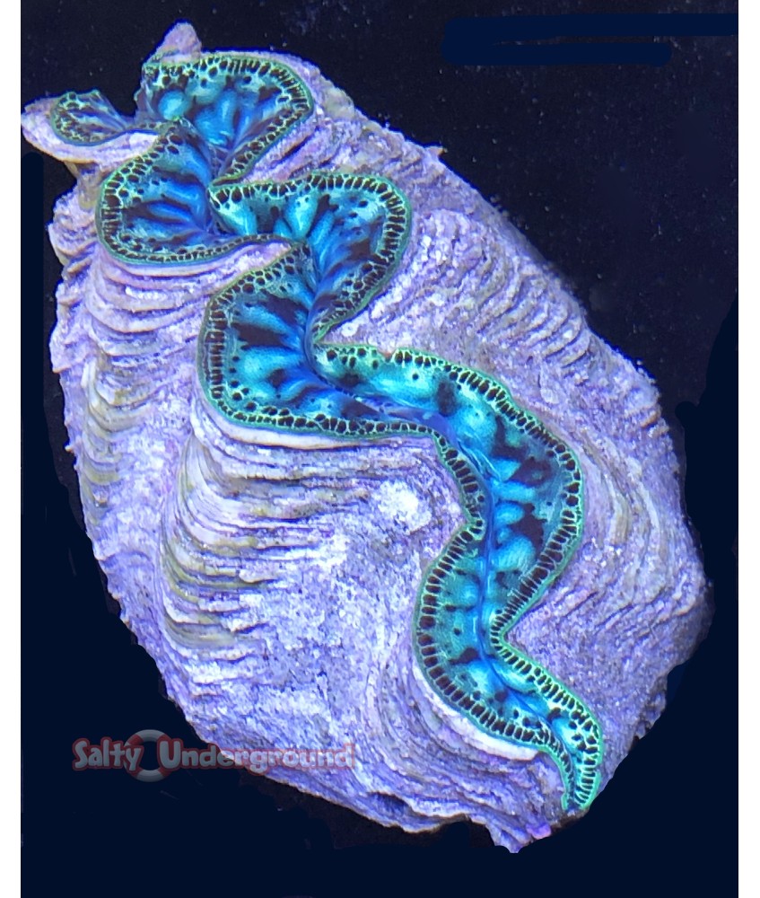Salty Underground: Aqua River Ultra-Grade Maxima Clam 5.5 inches