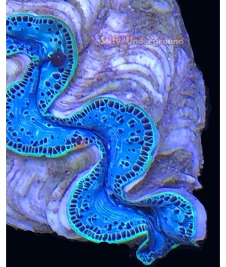 Salty Underground: Spring's Robin Egg Ultra-Grade Maxima Clam 5.5 inches