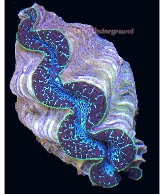 Salty Underground: Chocolate Delight Ultra-Grade Maxima Clam 5.5 inches
