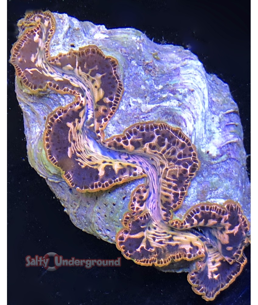 Salty Underground: Chocolate Swirls Ultra-Grade Maxima Clam 5.5 inches