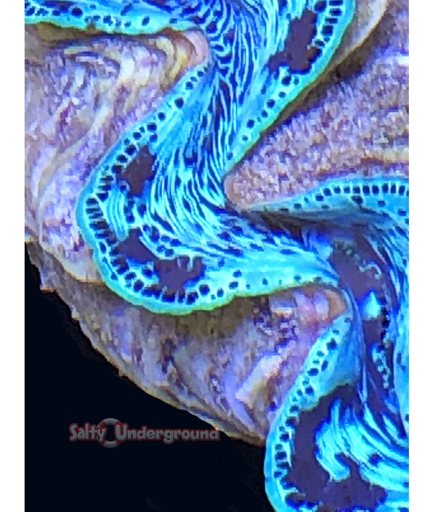 Salty Underground: Aqua Ribbons Ultra-Grade Maxima Clam 5.5 inches