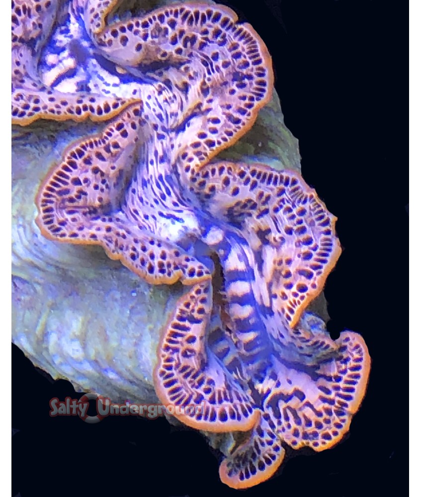 Salty Underground: Sherbert Baby Ultra-Grade Maxima Clam 5.5 inches