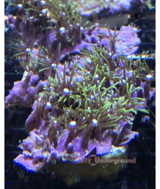 Salty Underground: Green Star Polyps