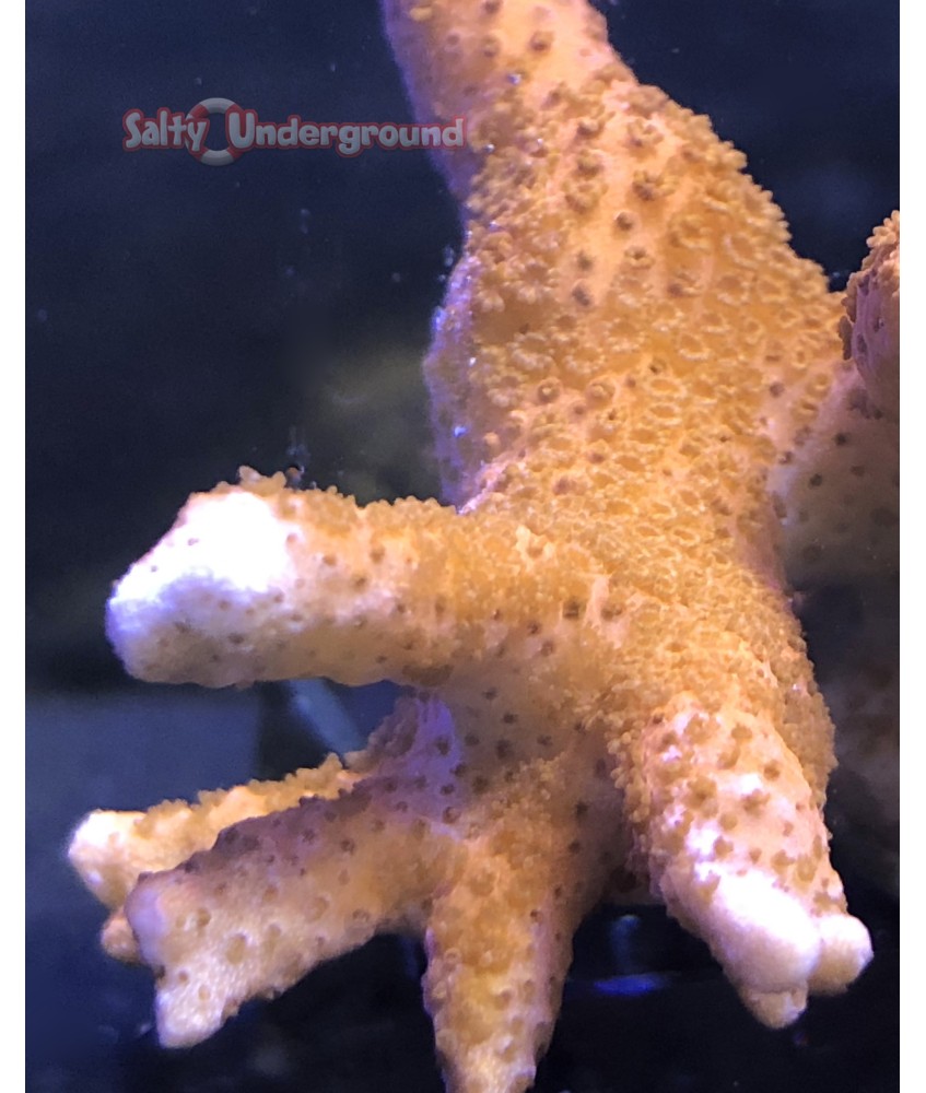 Salty Underground: Orange Montipora Digitata