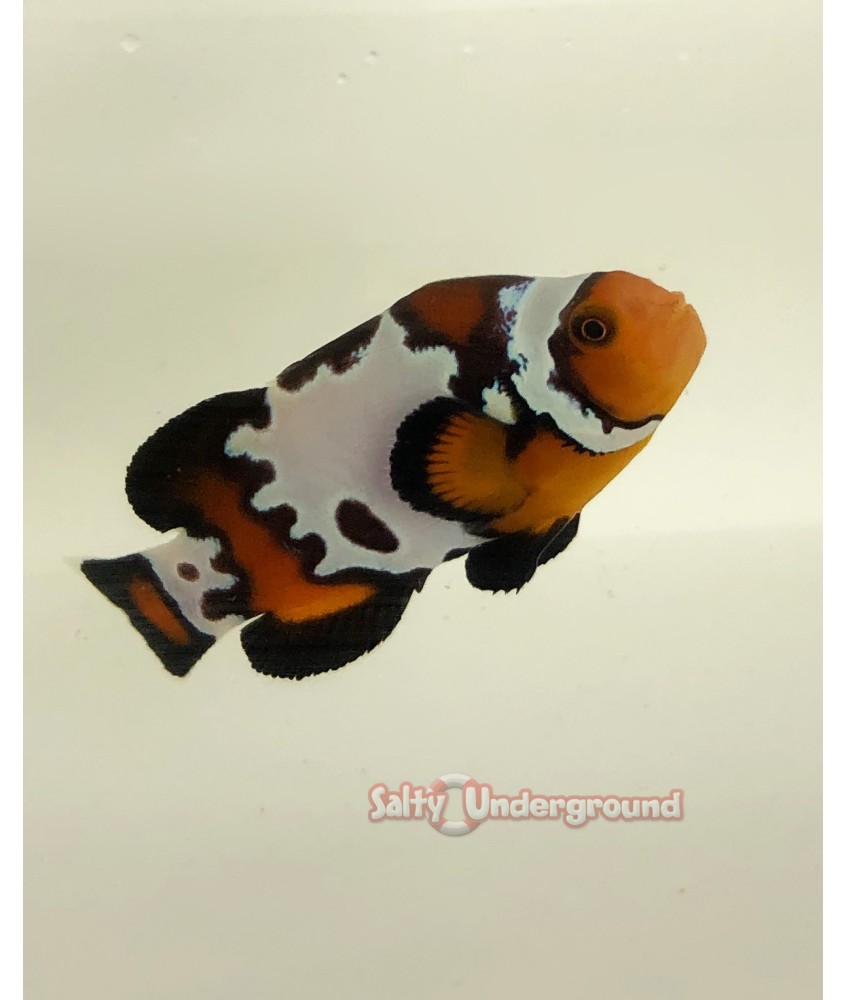 Salty Underground: Bullet Hole Snowflake Clownfish (Amphiprion ocellaris)
