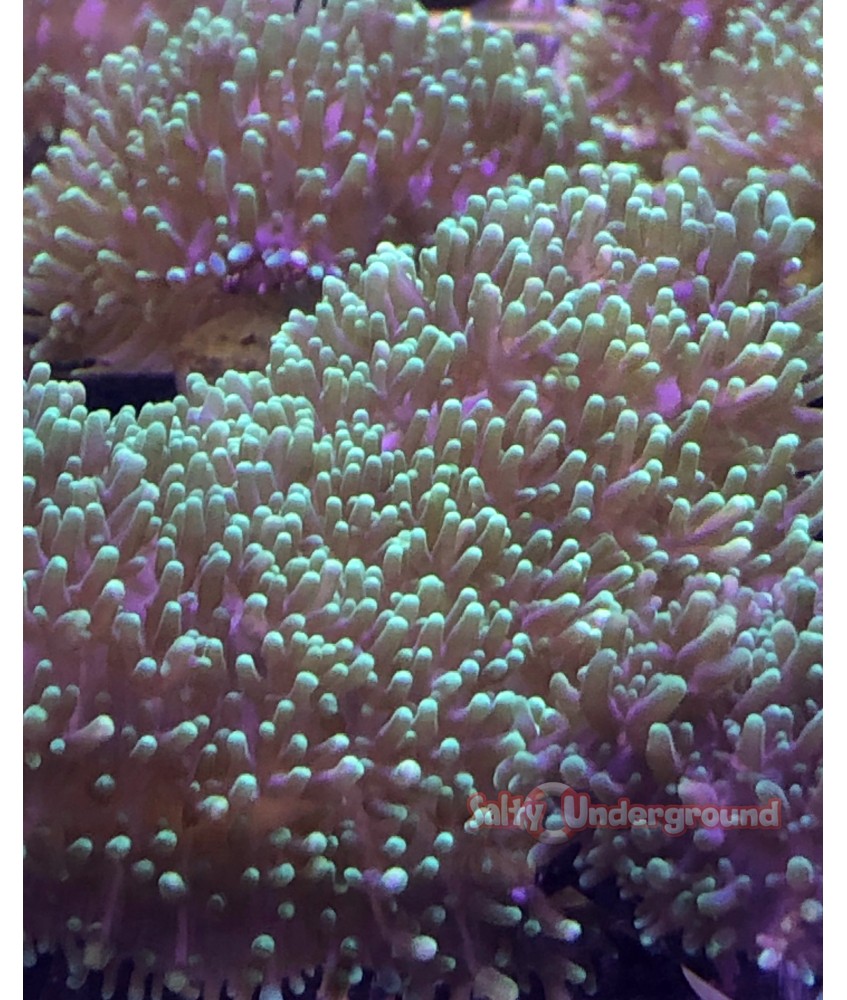 Green Hairy Rhodactis Mushroom 3