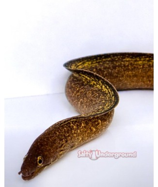 Salty Underground: Purple Mouth Viper Moray Eel