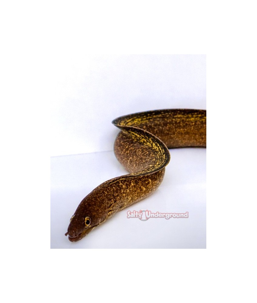 Salty Underground: Purple Mouth Viper Moray Eel