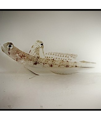 Salty Underground: Tomiyama Shrimp Goby (Tomiyamichthys oni)