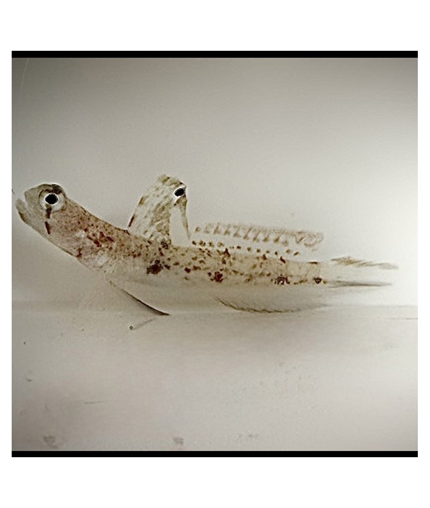Salty Underground: Tomiyama Shrimp Goby (Tomiyamichthys oni)