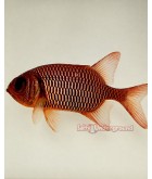 Salty Underground: Soldier Squirrelfish (Sargocentron sp.)