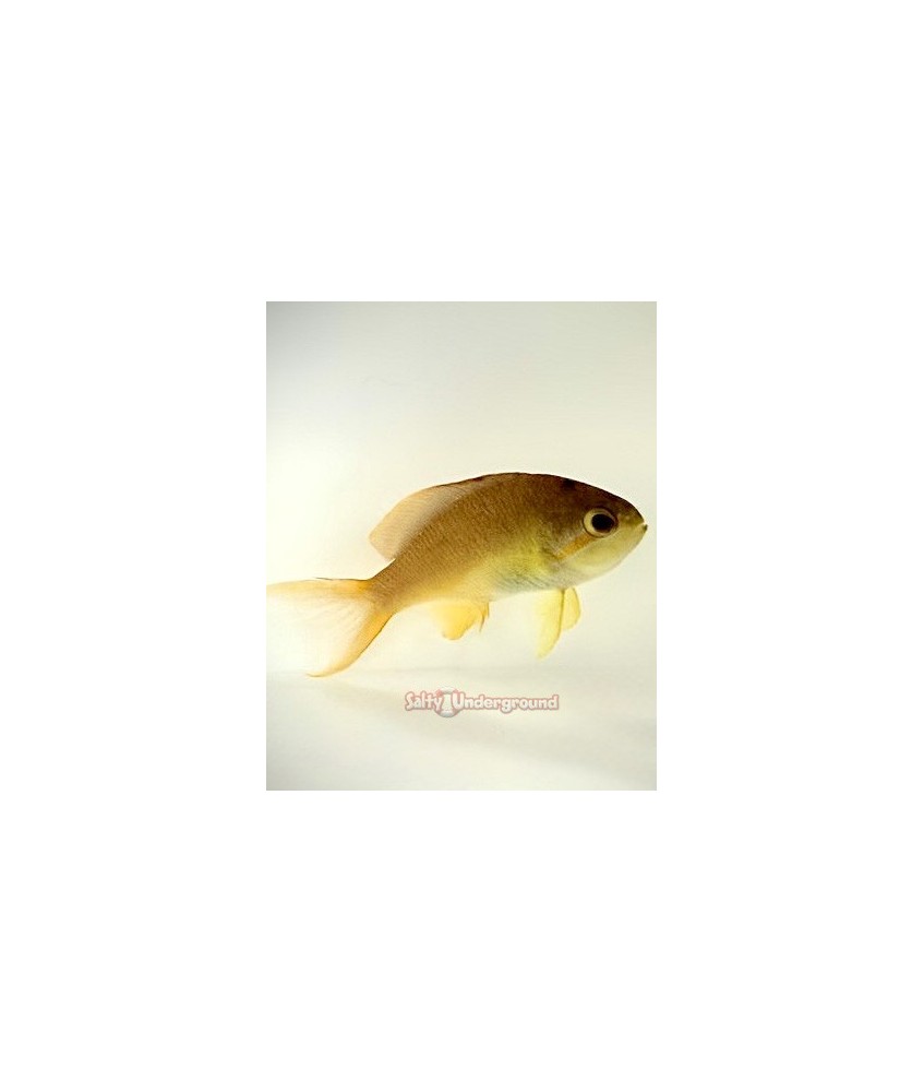 Green Lyretail Anthias (Pseudanthias squamipinnis)