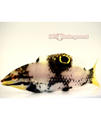 Salty Underground: Basket Wrasse (Halichoeres Hortulanus)