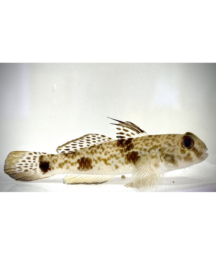 Fringfin Goby