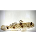 Fringfin Goby