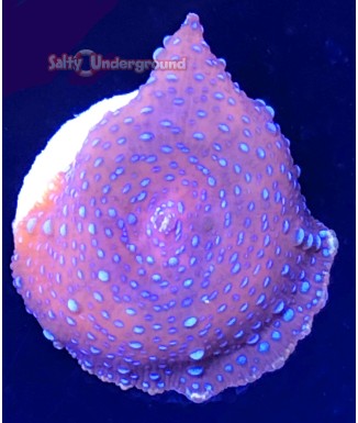 Salty Underground: Blue Dot Discosoma Mushroom