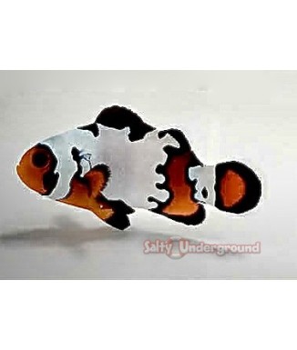 Black Ice Snowflake Clownfish (Ocellaris)