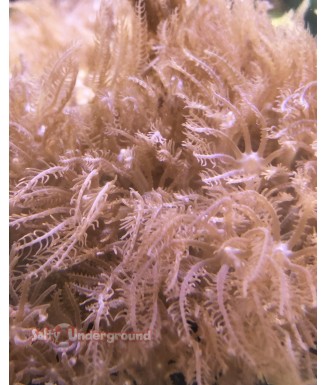 Pink Waving Hand Anthelia