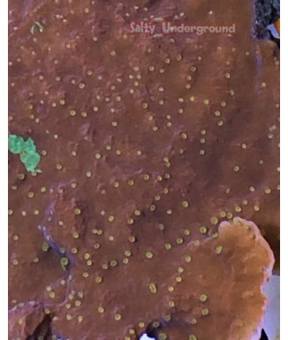 Salty Underground: Setting Sun Montipora