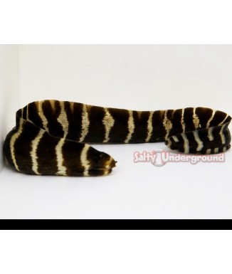 Salty Underground: Girdled Moray Eel