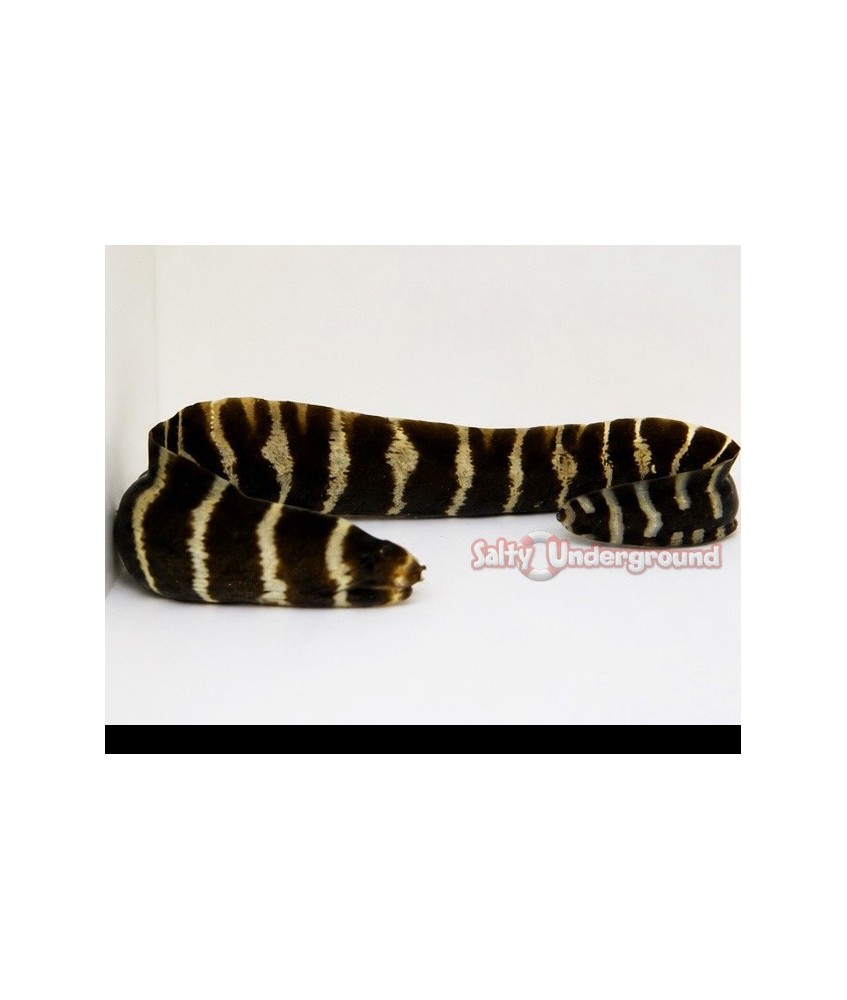Salty Underground: Girdled Moray Eel