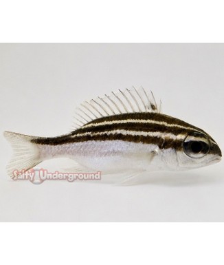 Salty Underground: Two Line Bream