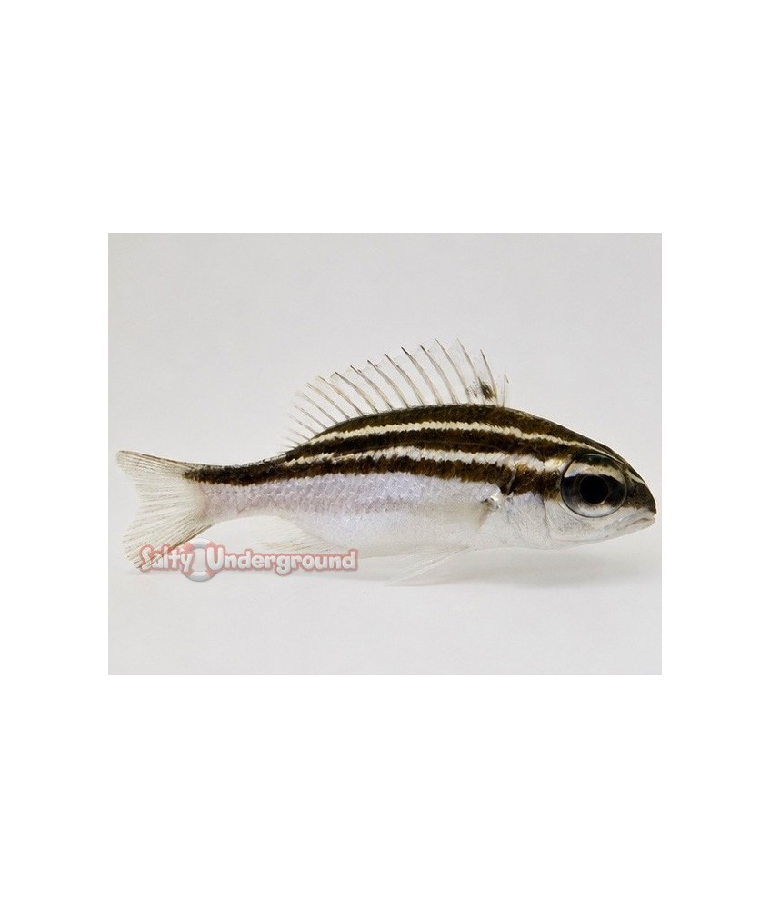 Salty Underground: Two Line Bream