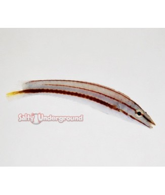 Salty Underground: Pastel Ring Wrasse (Hologymnosus doliatus)