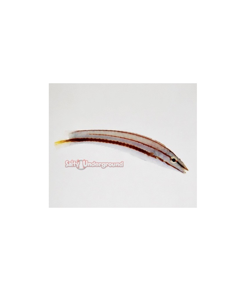 Salty Underground: Pastel Ring Wrasse (Hologymnosus doliatus)