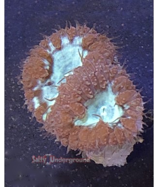 Red Aussie Blastomussa