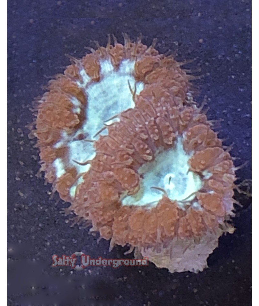 Red Aussie Blastomussa