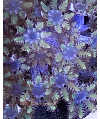 Salty Underground: Blue sympodium