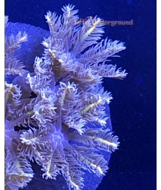 Salty Underground: Orange Lined Clove polyp coral