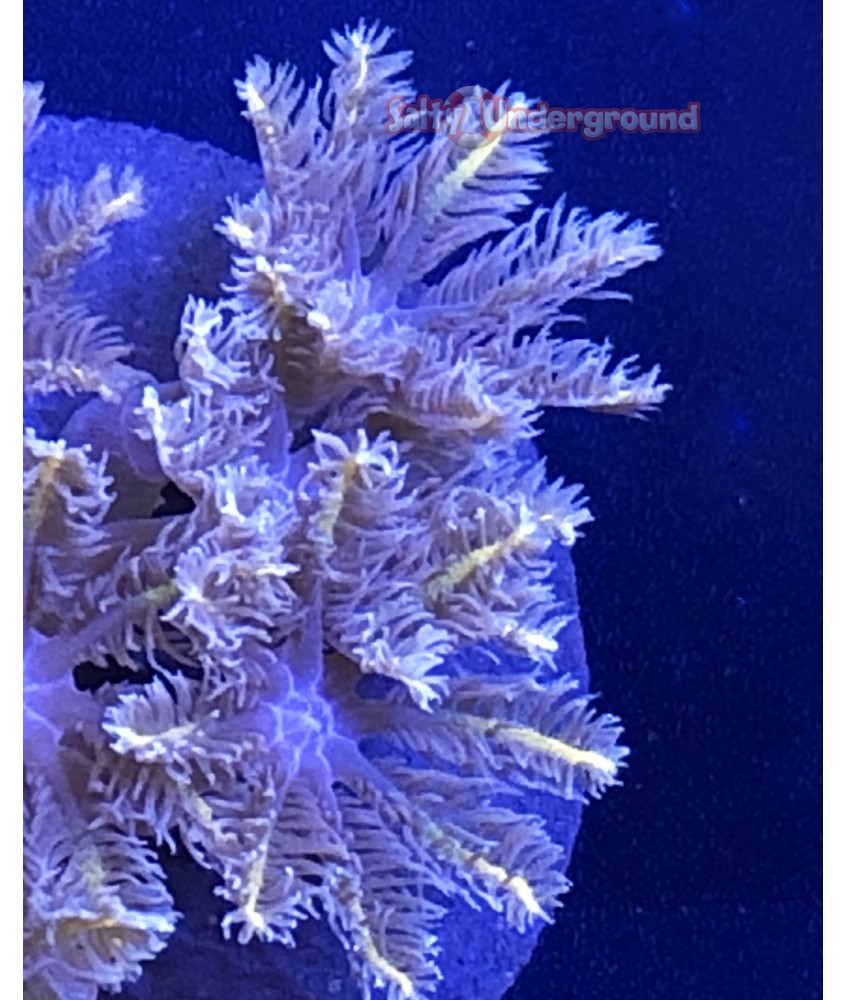 Salty Underground: Orange Lined Clove polyp coral