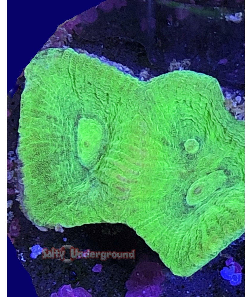 Salty Underground: Neon Green Favia