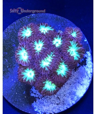 Salty Underground: Blastomussa Merletti