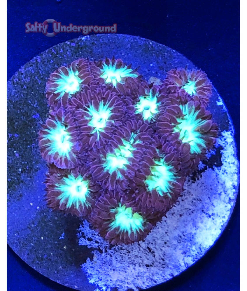 Salty Underground: Blastomussa Merletti